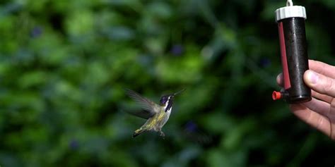 Comment savoir si le nectar de colibri est mauvais